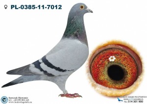 CÓRKA 7230