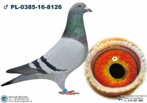 HOUBEN X DRAPA
