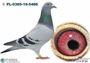 HOUBEN x DRAPA