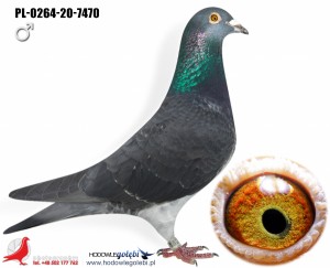  VERCAMMEN