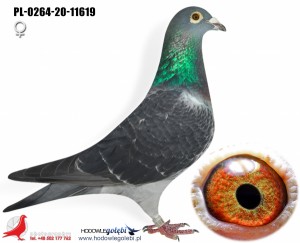 VERCAMMEN