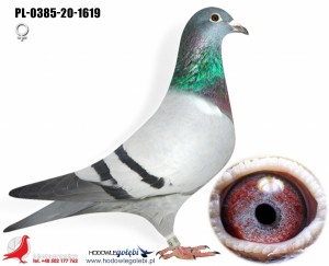 córka 5336