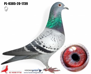 HOUBEN
