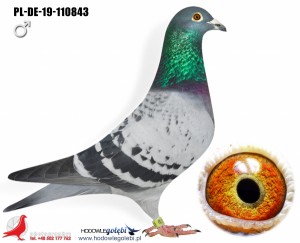 HOUBEN x DRAPA